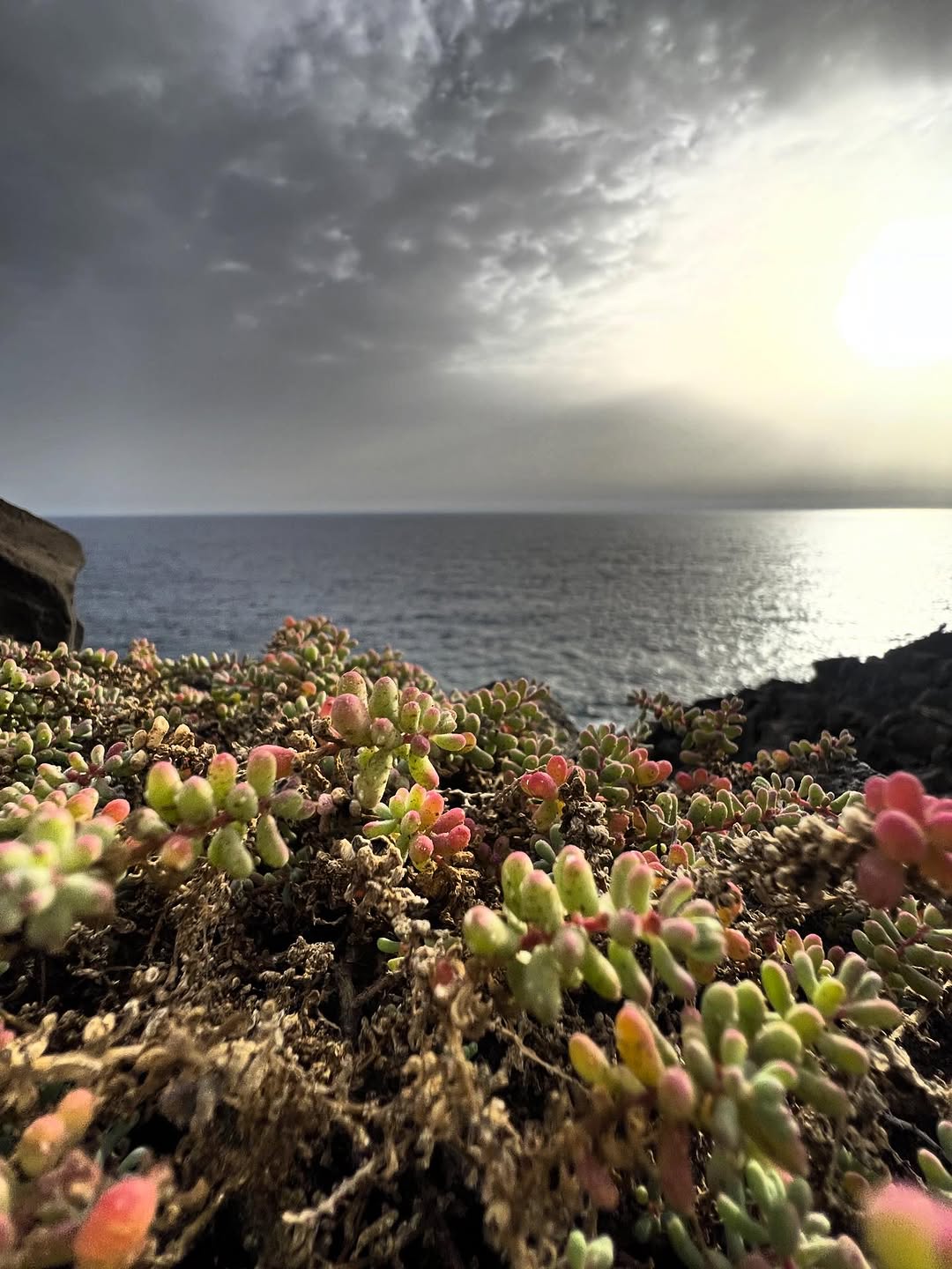 @thesecretgardenlanzarote