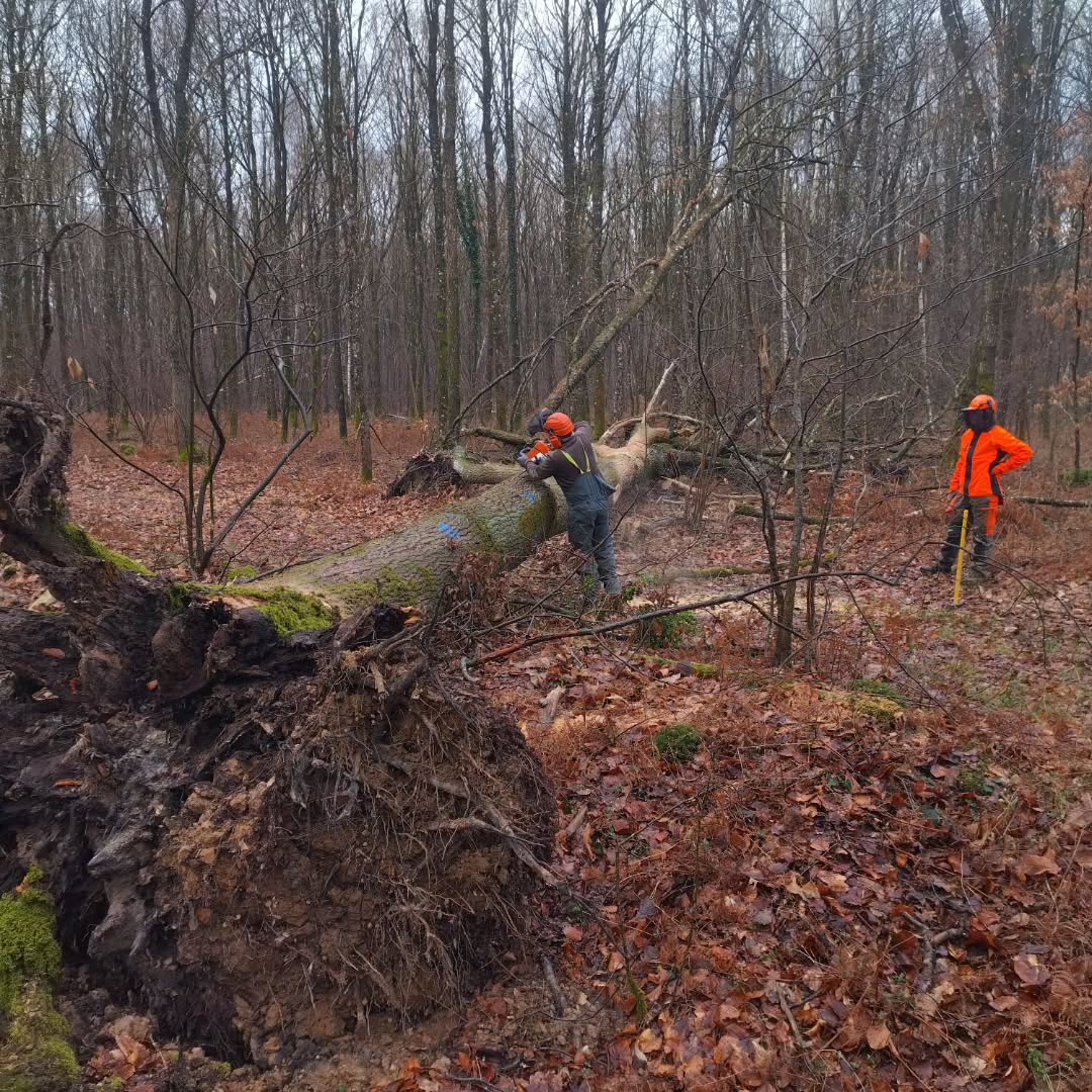 @charpenteriedumoulin