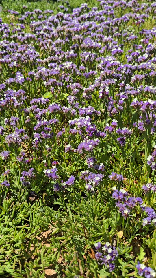 @the_vadrouilleurs_forreveur