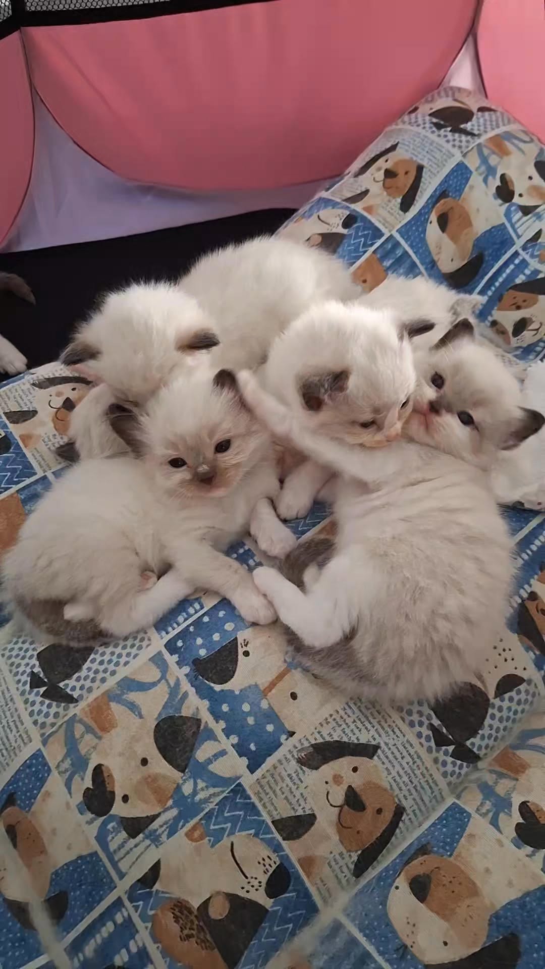 @catavantour