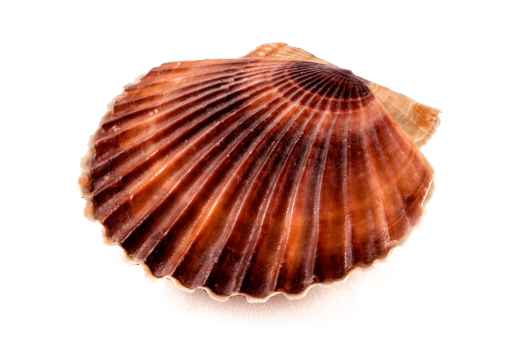 06_COQUILLE_ST_JACQUES_1920-1024x684.png