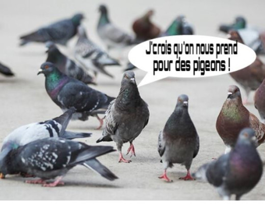 pigeon.JPG