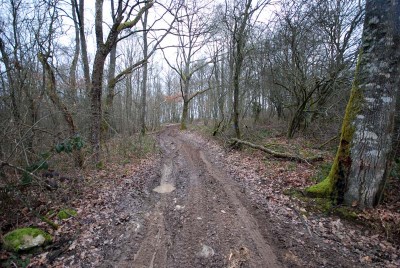 Les sous bois se resserrent rapidement...