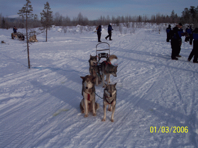 laponie0403-0041.gif