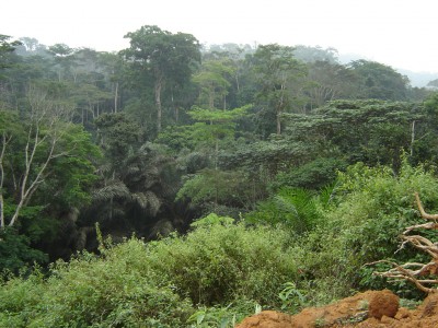 Forest 2.jpg