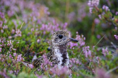 un oiseau que l'on croise très souvent