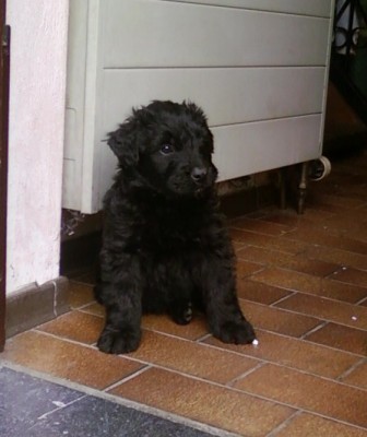 Photos-0034 31 05 AU 02 06.jpg (59.9 Kio) Vu 10859 fois Yogi à 6 semaines