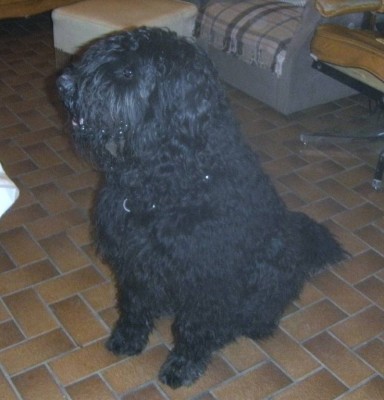 yogi-redim768.jpg (58.62 Kio) Vu 10859 fois et le même à 2 ans