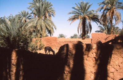 18 Timimoun.jpg