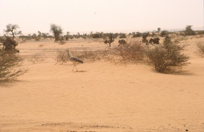 105.jpg