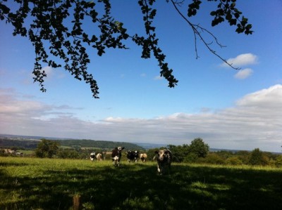 bonne compagnie : la vache normande