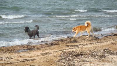 En Russie, la chienne lui plaisait bien, mais comme il n'aime pas l'eau il tirait la langue.