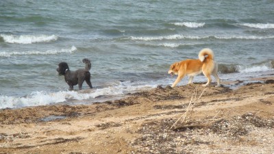 En Russie, la chienne lui plaisait bien, mais comme il n'aime pas l'eau il tirait la langue.