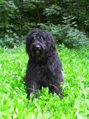 Yogi ( pas moi ,l'autre de son vrai nom ))