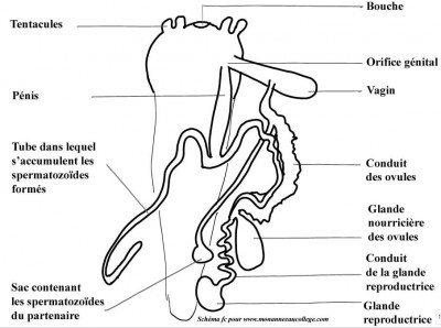 appareil-genital-escargot.1.jpg