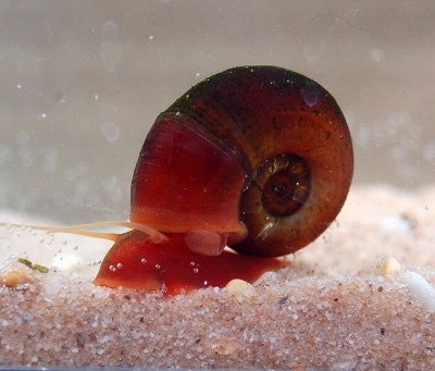 Planorbarius corneus corneus.jpg