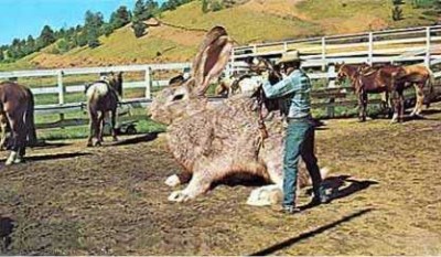 lapin_rodeo.jpg