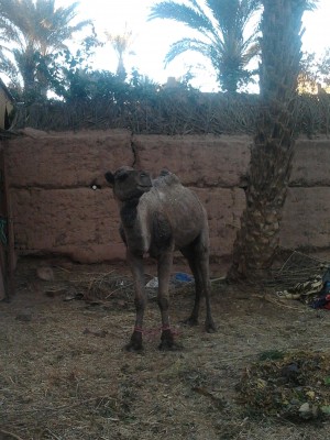 notre voisin pendant plusieurs jours a zagora plutôt sympa mais pas très causant !