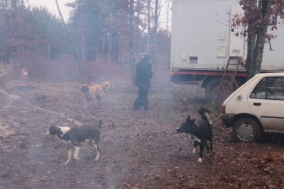 sans oublier la meute féroce