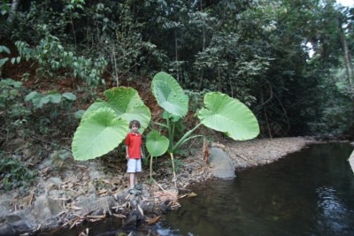 09-Thailande-plantes geantes.JPG