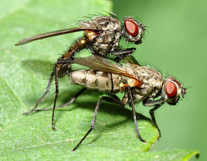 300px-Anthomyiidae_sp._1_(aka).jpg