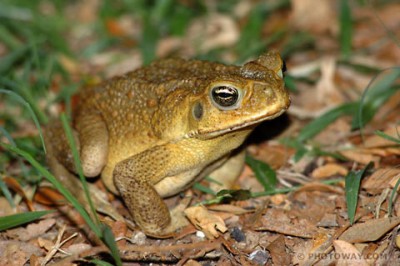 crapaud buf.jpg