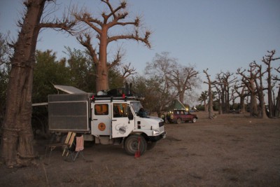 Forêt de Baobabs au Sénégal