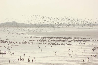 comment occuper ses journées, compter les oiseaux