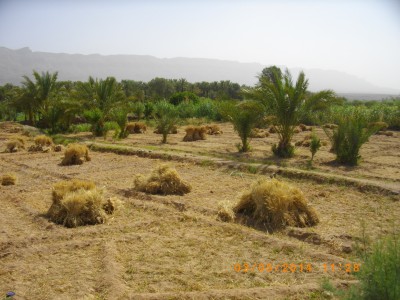 MAROC 14 282.JPG