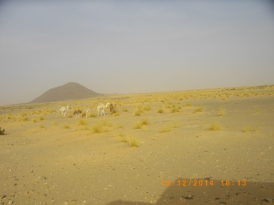 MAURITANIE 085.JPG (1.59 Mio) Vu 11797 fois les premiers avec des petits c est toujours aussi beau