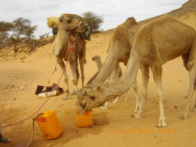 L eau pour les dromadaires et pour Glouglou, geof aussi en profite pour faire la lessive