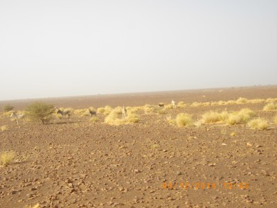 MAURITANIE 283.JPG