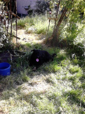 yogi bouvier des Flandres de 6 ans 1/2 poids 40 Kg