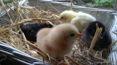 poussins.jpg