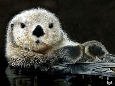 loutre-mini.jpg