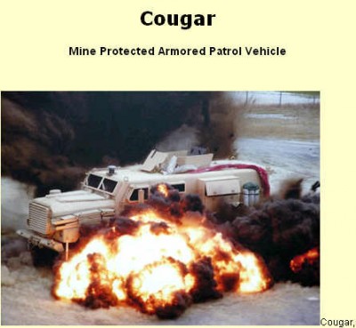 cougar 1.jpg