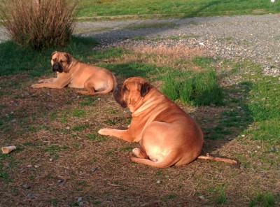 chiens dans leur habitat naturel