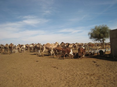 Rassemblement autour du puits