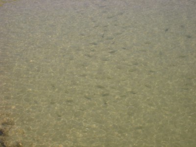 IMG_4354.JPG
