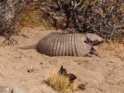 image.jpeg (1.51 Mio) Vu 3284 fois Tatou passo roballo argentine