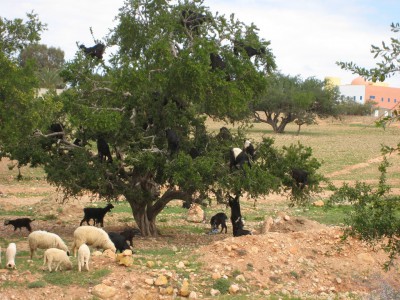 les p'tits loups - on mange ce qu'on peut.jpg
