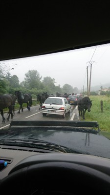 jerem09 - Les merens, monte à l'estive.jpg