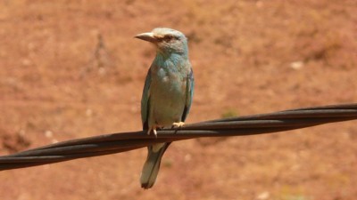 faire un peu d'ornithologie...un Gay-pied? (pour les connaisseurs, interdit aux mineurs)