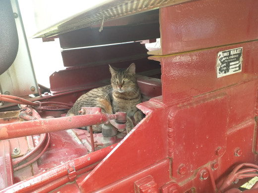 Au chaud sur la boite à vitesse hihihi