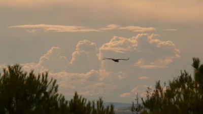 un vautour de passage...pas mal de renards aussi a la nuit tombante mais ils sont flous sur mes photos